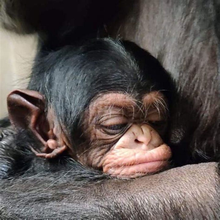 
How old was Kucheza? Sedgwick County Zoo baby chimpanzee found dead in mother’s arms 