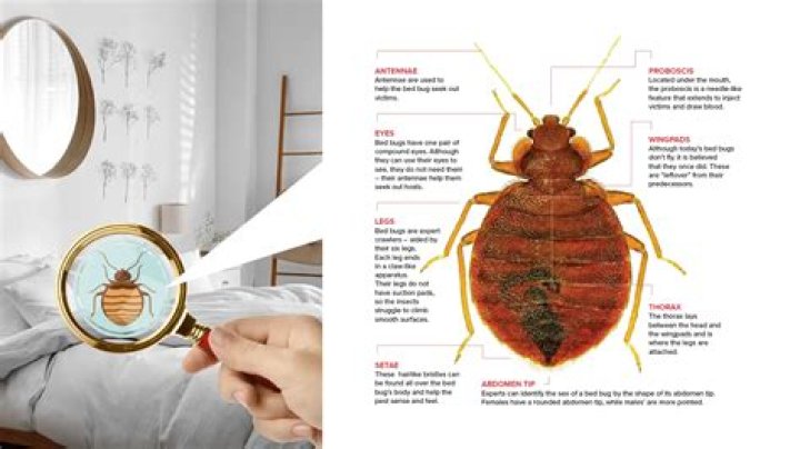 
Will salt water kill bed bugs? 